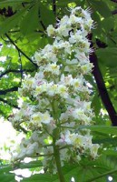 /album/ilcerchiodeifioridibach/a2-white-jpg/
